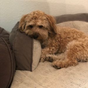 Meet your Posher, Yvonne